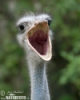 Uživatelský avatar