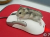 Uživatelský avatar