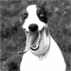 Uživatelský avatar