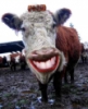 Uživatelský avatar