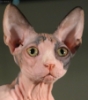 Uživatelský avatar