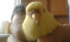 Uživatelský avatar