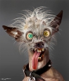 Uživatelský avatar