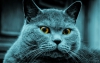 Uživatelský avatar