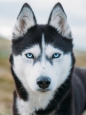 Uživatelský avatar