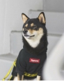Uživatelský avatar