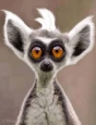 Uživatelský avatar