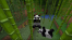 minecraft-panda.png